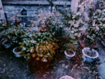 Close-up of plants seen through window