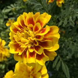 Close-up of yellow flower blooming outdoors