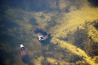 High angle view of animals swimming in lake