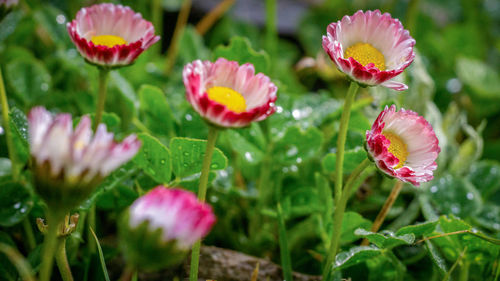 Close-up of pink flowering plant