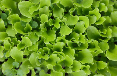 Full frame shot of chopped green leaves