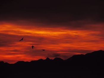 Silhouette of birds flying over sea