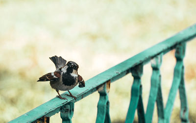 House sparrow on rustic green railing