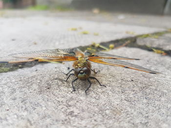 High angle view of bee