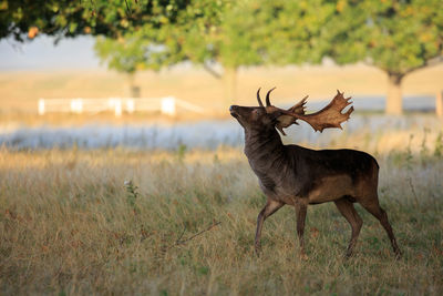 Deer standing on field