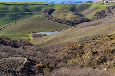 Scenic view of agricultural field