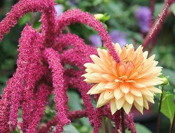 Close-up of pink and coral flowers in park