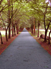 Dirt road amidst trees during autumn