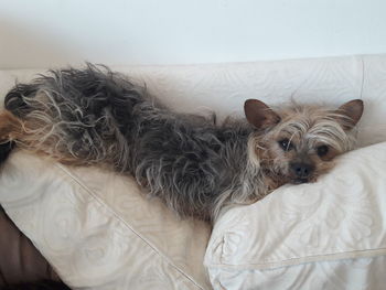 Portrait of dog resting on bed at home