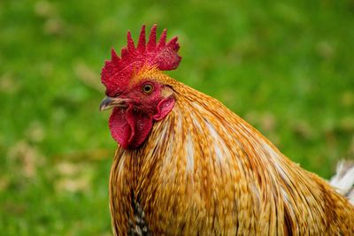 Close-up of rooster