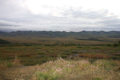 Scenic view of field against sky