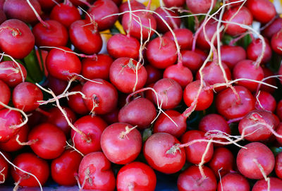 Radish cherry bell colorful vegetable from farm for healthy and lifestyle
