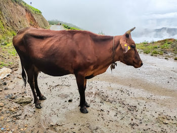 Horse standing in ranch