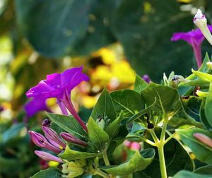 Close-up of purple flowers blooming outdoors