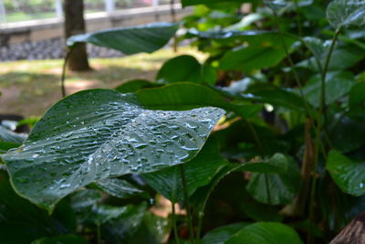 Close-up of raindrops on leaf