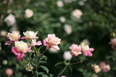 Close-up of pink flowering plants