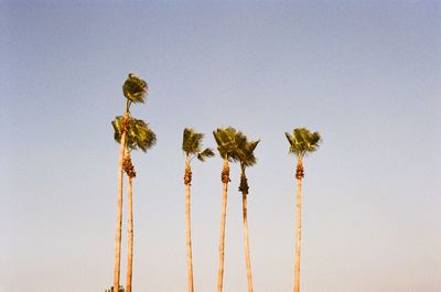 Low angle view of coconut palm tree against clear sky