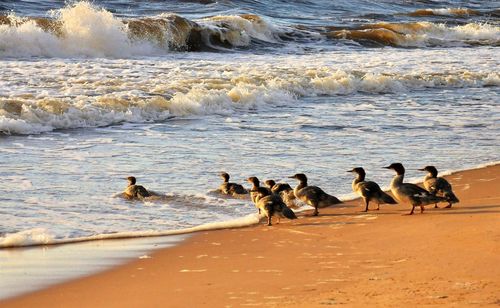 Group of people on beach