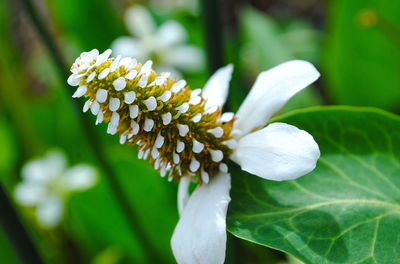 Close-up of white flowers blooming outdoors