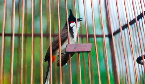 Close-up of bird perching in cage