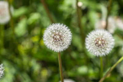 Close-up of dandelion flower on field