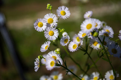 Close-up of white daisy flowers