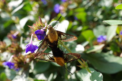 Close-up of butterfly pollinating on flower