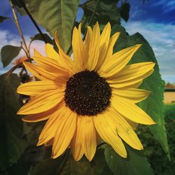 Close-up of yellow sunflower