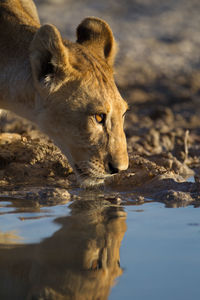 Close-up of cat drinking water