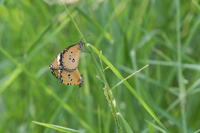 Close-up of butterfly on leaf