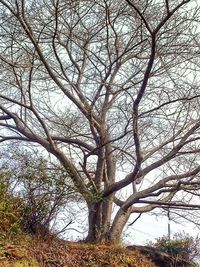 Low angle view of bare tree against sky