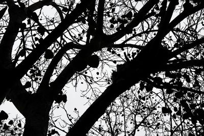 Low angle view of bare tree against sky