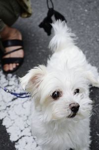 Close-up portrait of white dog