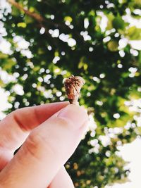 Close-up of hand holding leaf