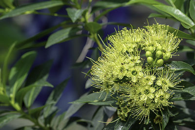 Close-up of white flowering plant