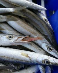 Close-up of fish for sale in market