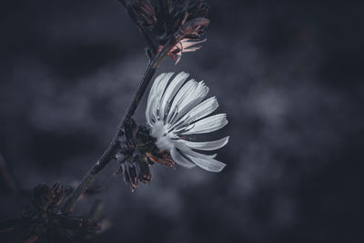 macro photography