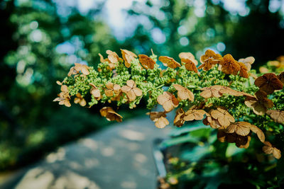 Close-up of flowers on tree