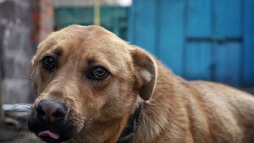 Close-up portrait of dog looking away