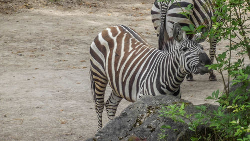 Zebra in the zoo