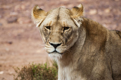Close-up of lion in durban south africa