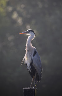 High angle view of gray heron perching