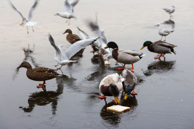 Birds in a frozen lake in the winter 