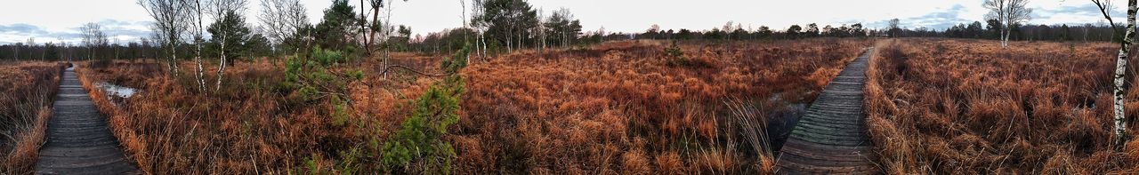 Panoramic view of wooden posts on field against sky