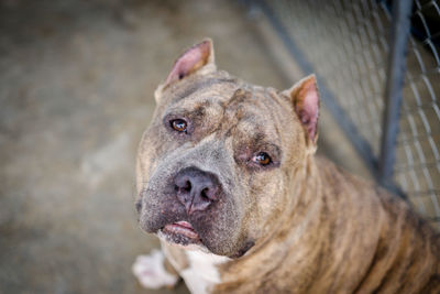 Close-up portrait of a dog