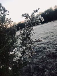 Close-up of fresh plant against trees