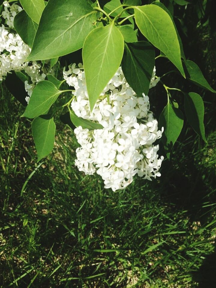 flower, growth, nature, leaf, petal, beauty in nature, plant, blooming, green color, no people, freshness, fragility, outdoors, flower head, close-up, day