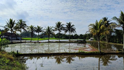 Reflection of palm trees in swimming pool against sky