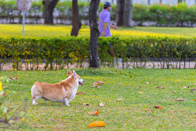 Dog standing in field