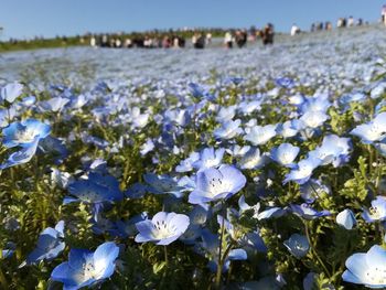 Close-up of white flowering plants on field